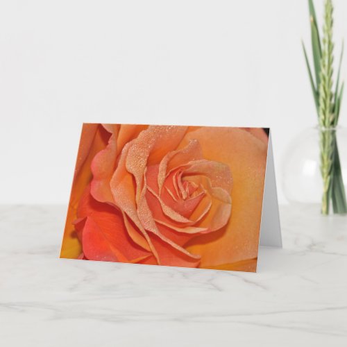 Beautiful orange rose greeting card