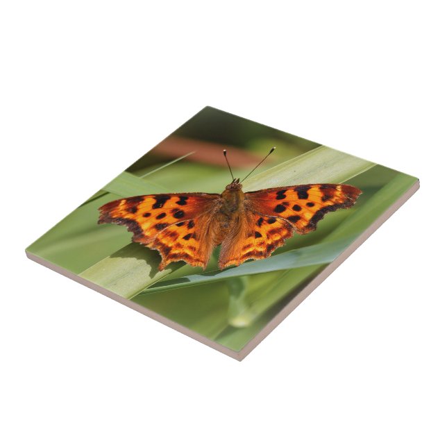 Beautiful Orange Satyr Comma Butterfly Ceramic Tile (Side)