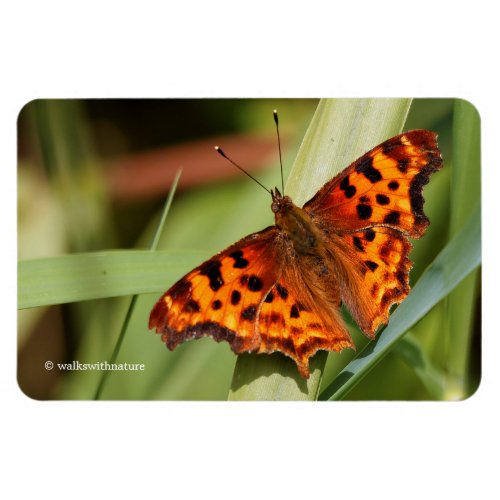 Beautiful Orange Satyr Comma Butterfly Magnet