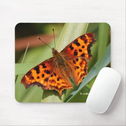 Beautiful Orange Satyr Comma Butterfly Mouse Pad