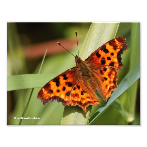 Beautiful Orange Satyr Comma Butterfly Photo Print