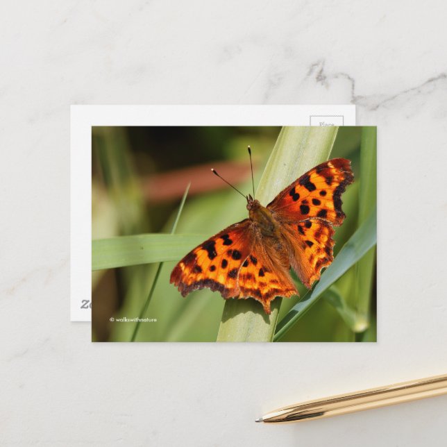 Beautiful Orange Satyr Comma Butterfly Postcard (Front/Back In Situ)