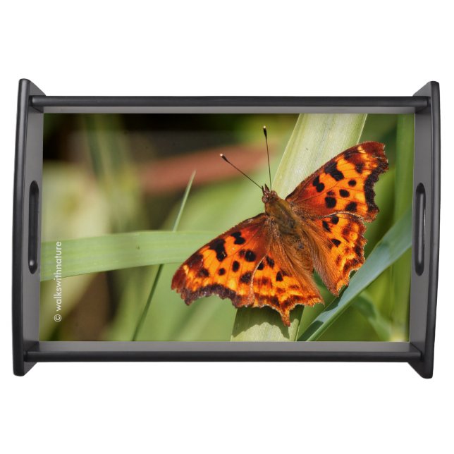 Beautiful Orange Satyr Comma Butterfly Serving Tray (Front)
