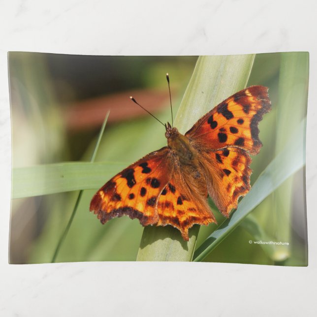 Beautiful Orange Satyr Comma Butterfly Trinket Tray (Front)