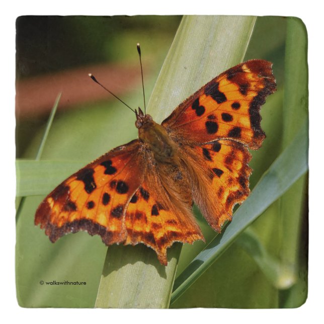 Beautiful Orange Satyr Comma Butterfly Trivet (Front)