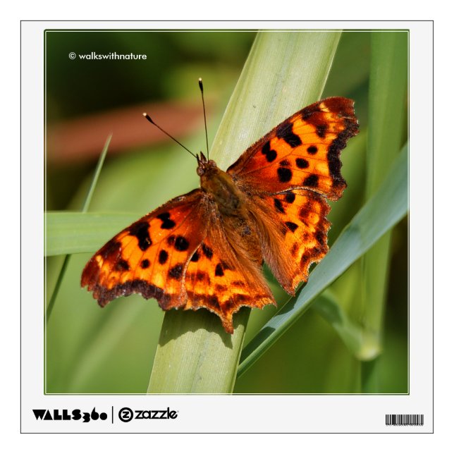 Beautiful Orange Satyr Comma Butterfly Wall Decal (Front)