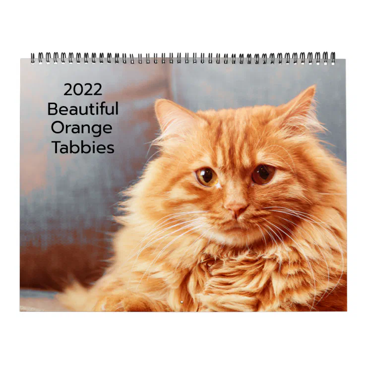 Beautiful Orange Tabbies 2022 Calendar Zazzle