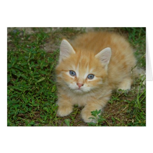 Beautiful Orange Tabby Kitten