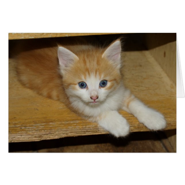 Beautiful Orange Tabby Kitten (Front Horizontal)