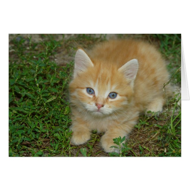 Beautiful Orange Tabby Kitten Cards (Front Horizontal)