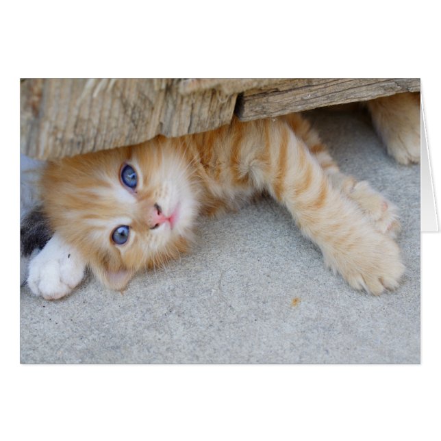Beautiful Orange Tabby Kitten Cards (Front Horizontal)