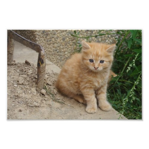 Beautiful Orange Tabby Kitten Photo Print