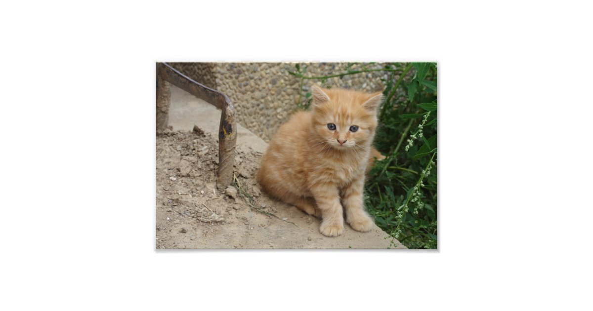 Beautiful Orange Tabby Kitten Photo Print Zazzle Com