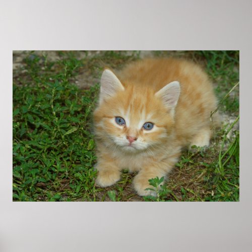 Beautiful Orange Tabby Kitten Poster