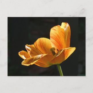 Beautiful Orange Tulip Close up DIY Postcard