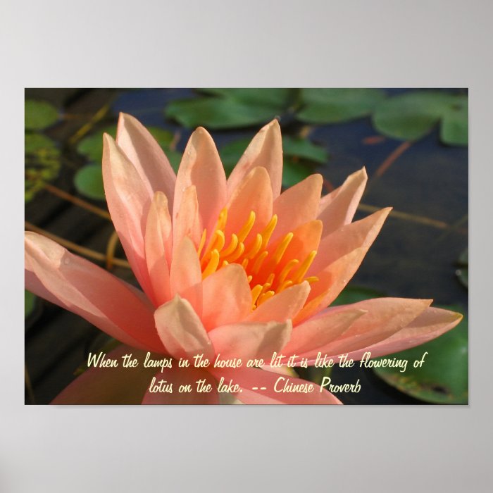 Beautiful Orange Water Lily Poster