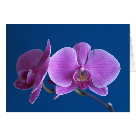 Beautiful Orchid Card (Front Horizontal)