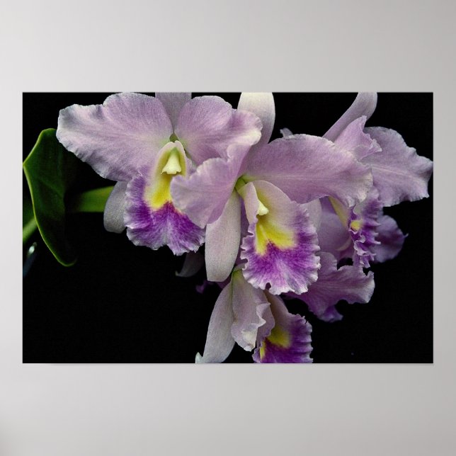 Beautiful Orchid, cattleya (ariel x labiata) Poster (Front)