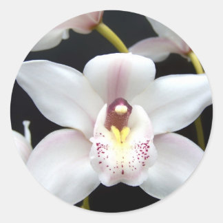 Beautiful Orchid Classic Round Sticker