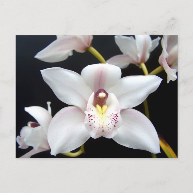 Beautiful Orchid Postcard (Front)