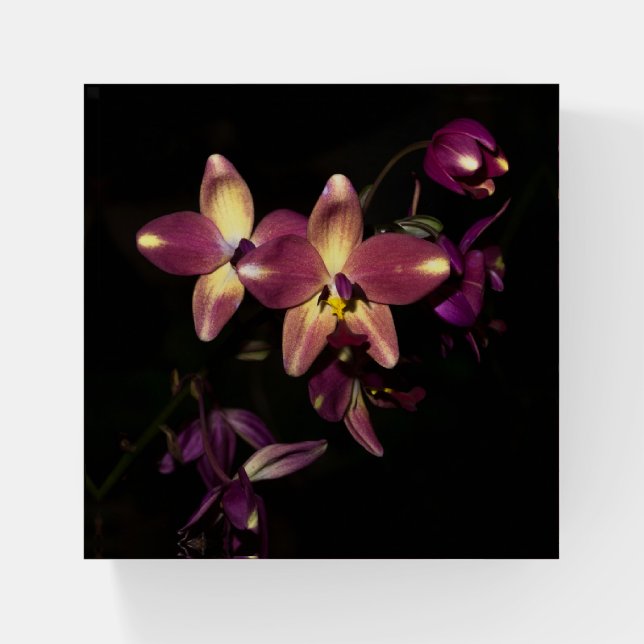 Beautiful Orchids Paperweight (Front)