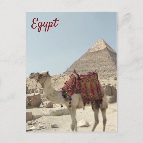 Beautiful oriental Pyramids Camel Egypt postcard