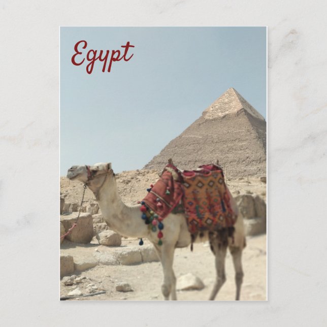 Beautiful oriental, Pyramids Camel Egypt postcard (Front)