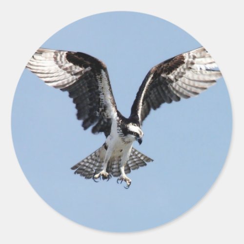 Beautiful Osprey bird Searching for prey Classic Round Sticker