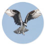 Beautiful Osprey bird Searching for prey Classic Round Sticker
