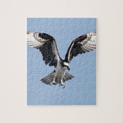 Beautiful Osprey bird Searching for prey Jigsaw Puzzle