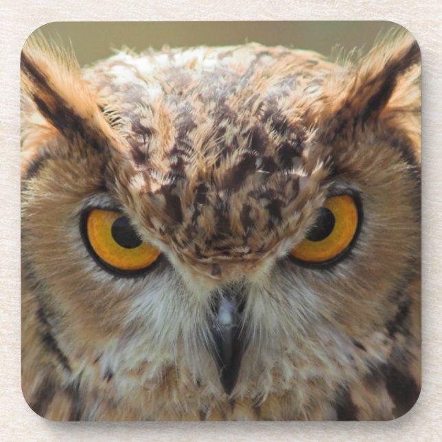 Beautiful Owl Beverage Coaster (Front)