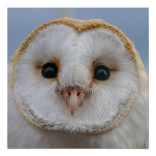 Beautiful Owl Face Poster
