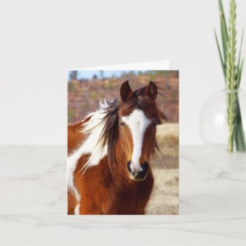Beautiful Paint Horse Birthday Cards by WalnutCreekAlpacas at Zazzle