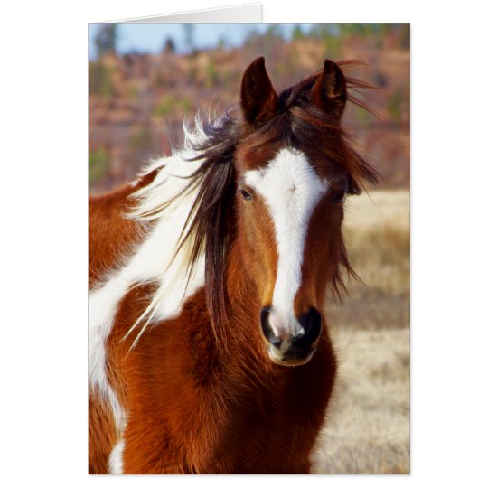Beautiful Paint Horse Birthday Cards