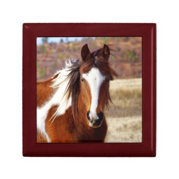 Beautiful Paint Horse Gift Box by WalnutCreekAlpacas at Zazzle