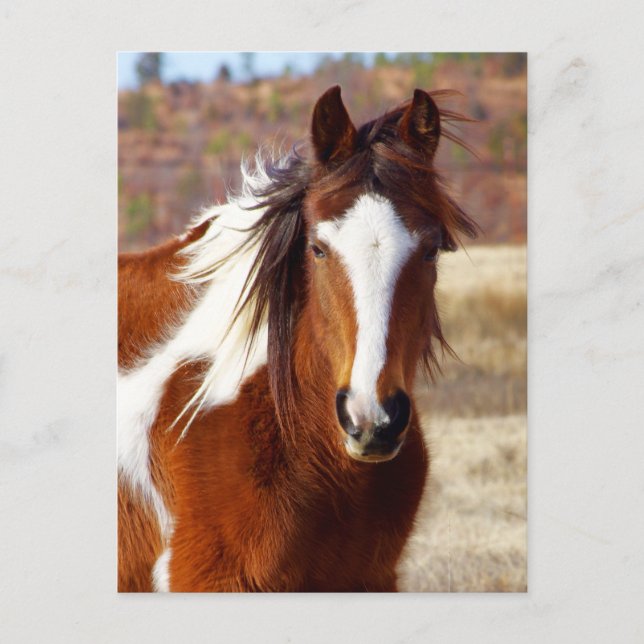 Beautiful Paint Horse Postcards (Front)