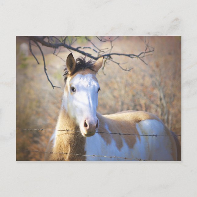 Beautiful Paint Horse Postcards (Front)