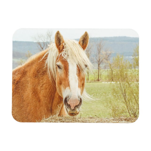Beautiful Palomino Farm Horse Magnet (Horizontal)