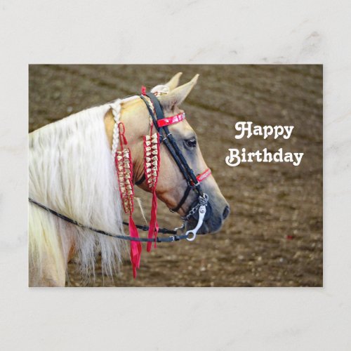 Beautiful Palomino Horse Photo Birthday Postcard