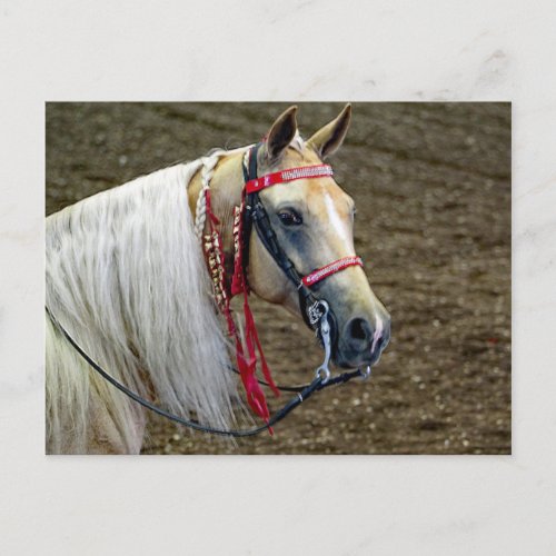 Beautiful Palomino Horse Portrait Photo Postcard