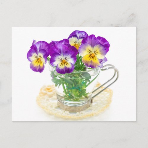 beautiful pansy flowers isolated in a cup postcard