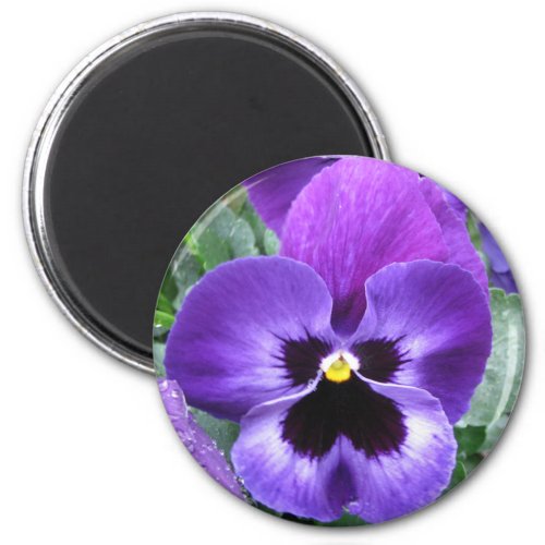 Beautiful Pansy Magnet