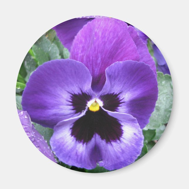 Beautiful Pansy Magnet (Front)