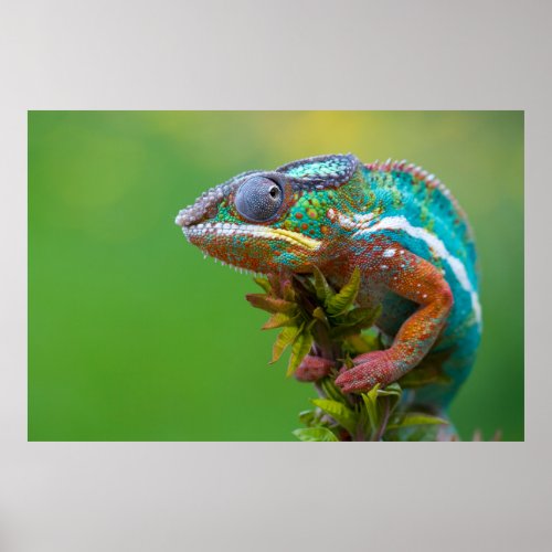 Beautiful panther chameleon poster