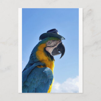 Beautiful Parrot Wearing a Hat Postcard