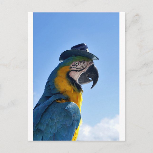 Beautiful Parrot Wearing a Hat Postcard (Front)