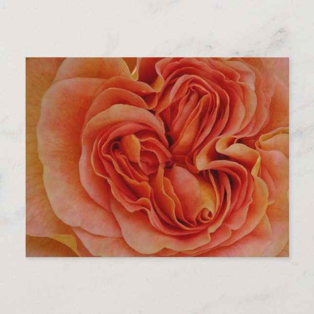 Beautiful Pastel Rose Close Up DIY Postcard (Front)