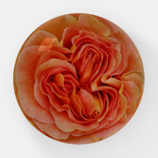 Beautiful Pastel Rose Close Up Paperweight