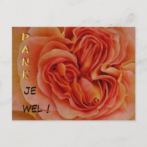 Beautiful Pastel Rose Dank je wel Postcard