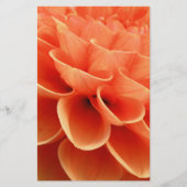 Beautiful Peach Colored Dahlia Flower Petals (Front)